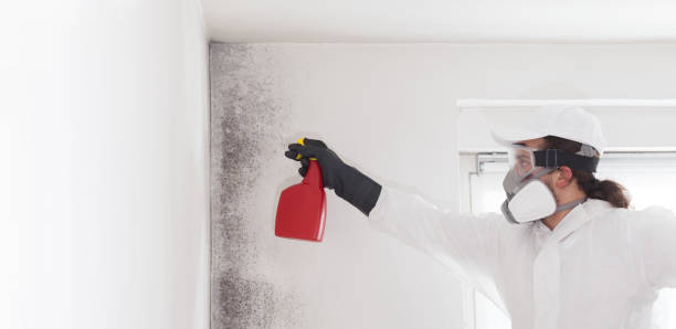 Best Office Mold Removal Services  in Avilla, IN