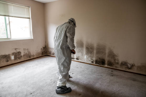 Certified Mold Removal in Avilla, IN